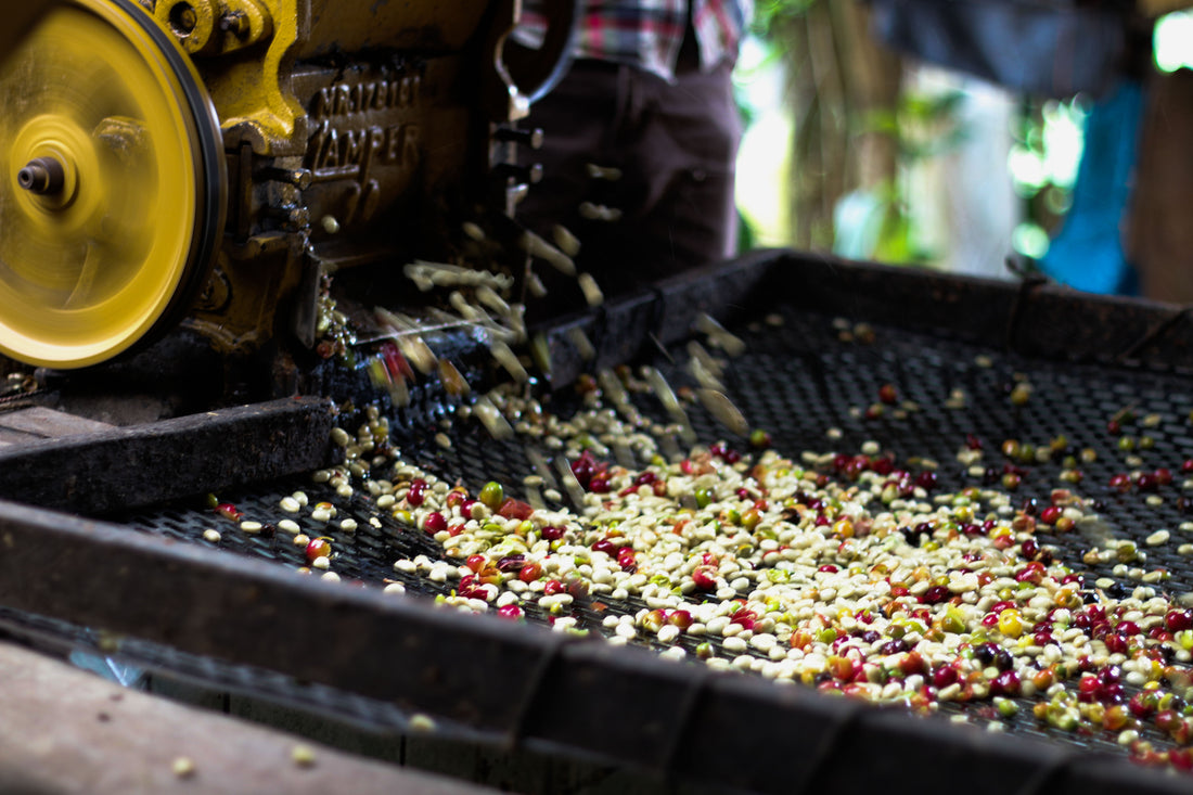 All about coffee - Initial Processing