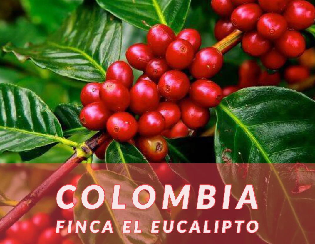Colombia Narino Microlot - Finca El Eucalipto